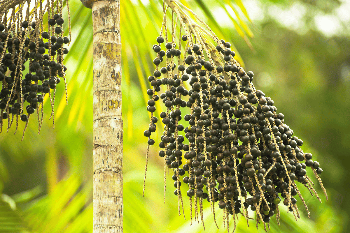 es baies d'açaï fraîches (drupes pourpre foncé) sont récoltées.png
